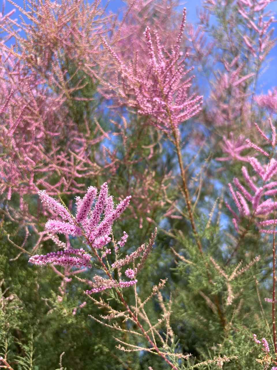 Bicoque Cinq Bretagne fondant bougie